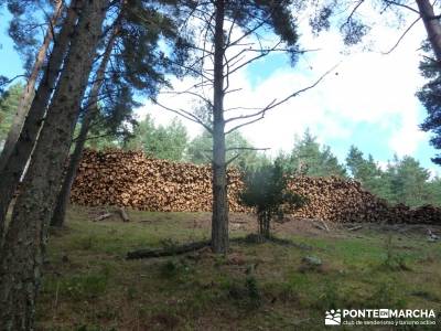 Parque Natural Sierra de Cebollera (Los Cameros) - Acebal Garagüeta;batuecas sierra de francia tien